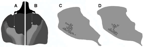 Image of Oryctophileurus guerrai Perger & Grossi 2013