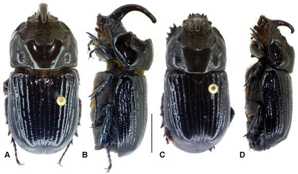 Image of Oryctophileurus guerrai Perger & Grossi 2013