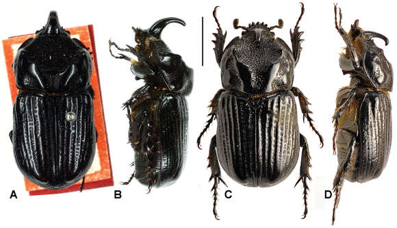 Image of Oryctophileurus guerrai Perger & Grossi 2013