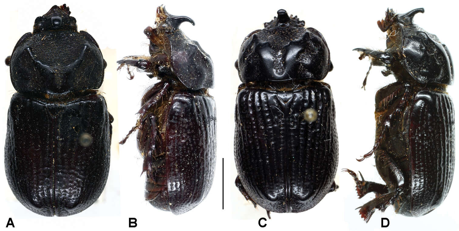 Слика од Oryctophileurus guerrai Perger & Grossi 2013