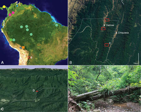 Image of Oryctophileurus guerrai Perger & Grossi 2013