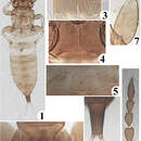 Image of Karnyothrips cyathomorphus Wang, Mirab-balou & Tong 2013