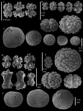 صورة Alcyoniidae Lamouroux 1812