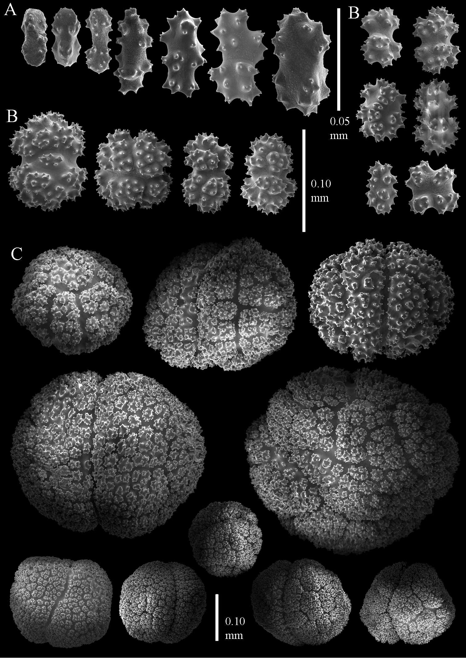 صورة Alcyoniidae Lamouroux 1812