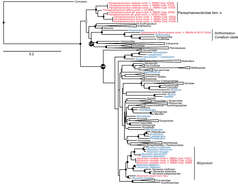 Image of Parasphaerasclera McFadden & van Ofwegen 2013