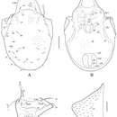 Trachyoribates glaber (Beck 1965) resmi
