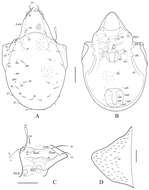 Image of mitelike mites