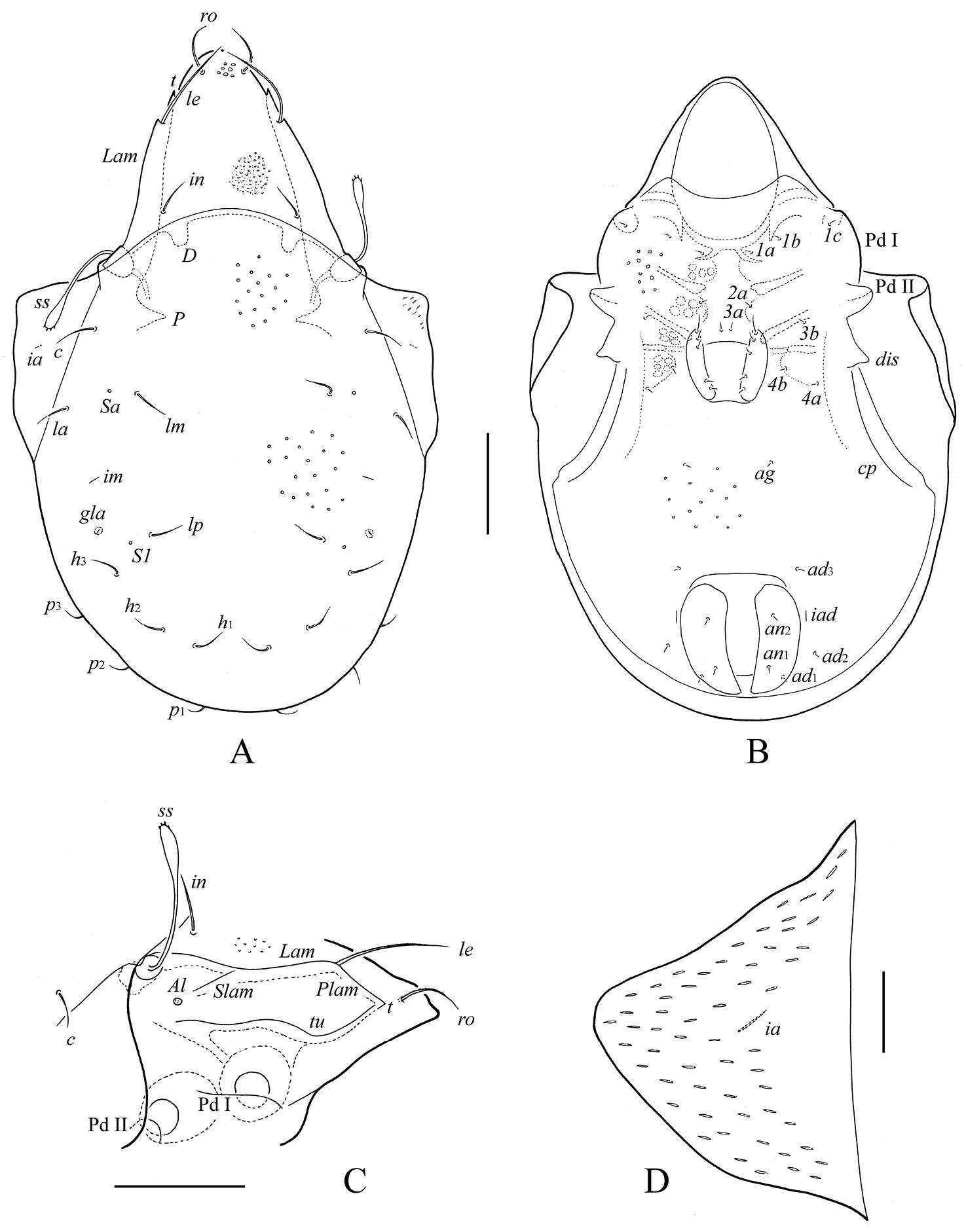 Image of mitelike mites