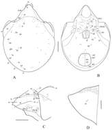 Image de Indoribates subgen. Haplozetes Willmann 1935