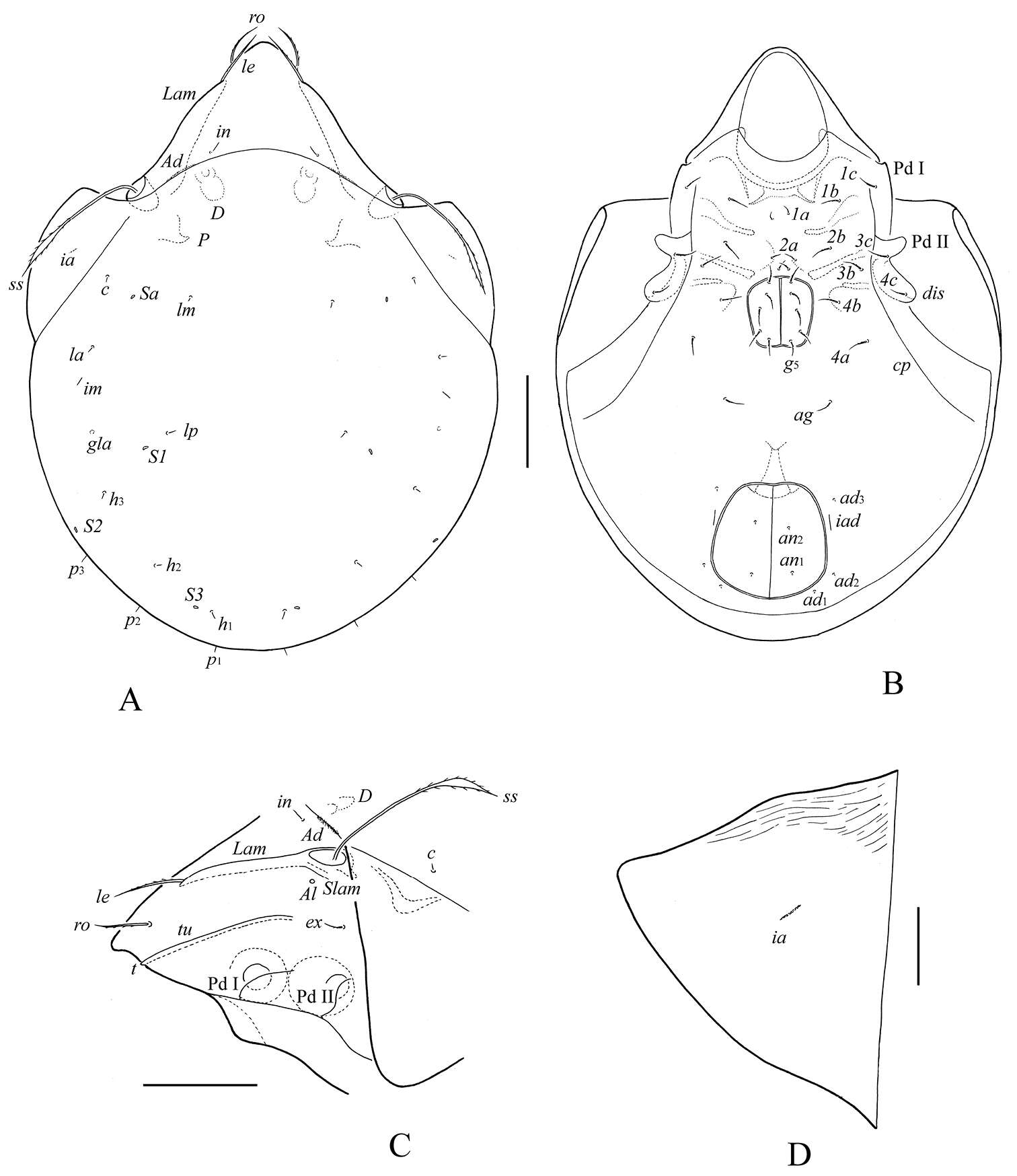 Image de Indoribates subgen. Haplozetes Willmann 1935