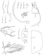 Image of Indoribates subgen. Haplozetes Willmann 1935