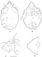 Image of Protoribates ecuadoriensis Ermilov, Bayartogtokh, Sandmann, Marian & Maraun 2013