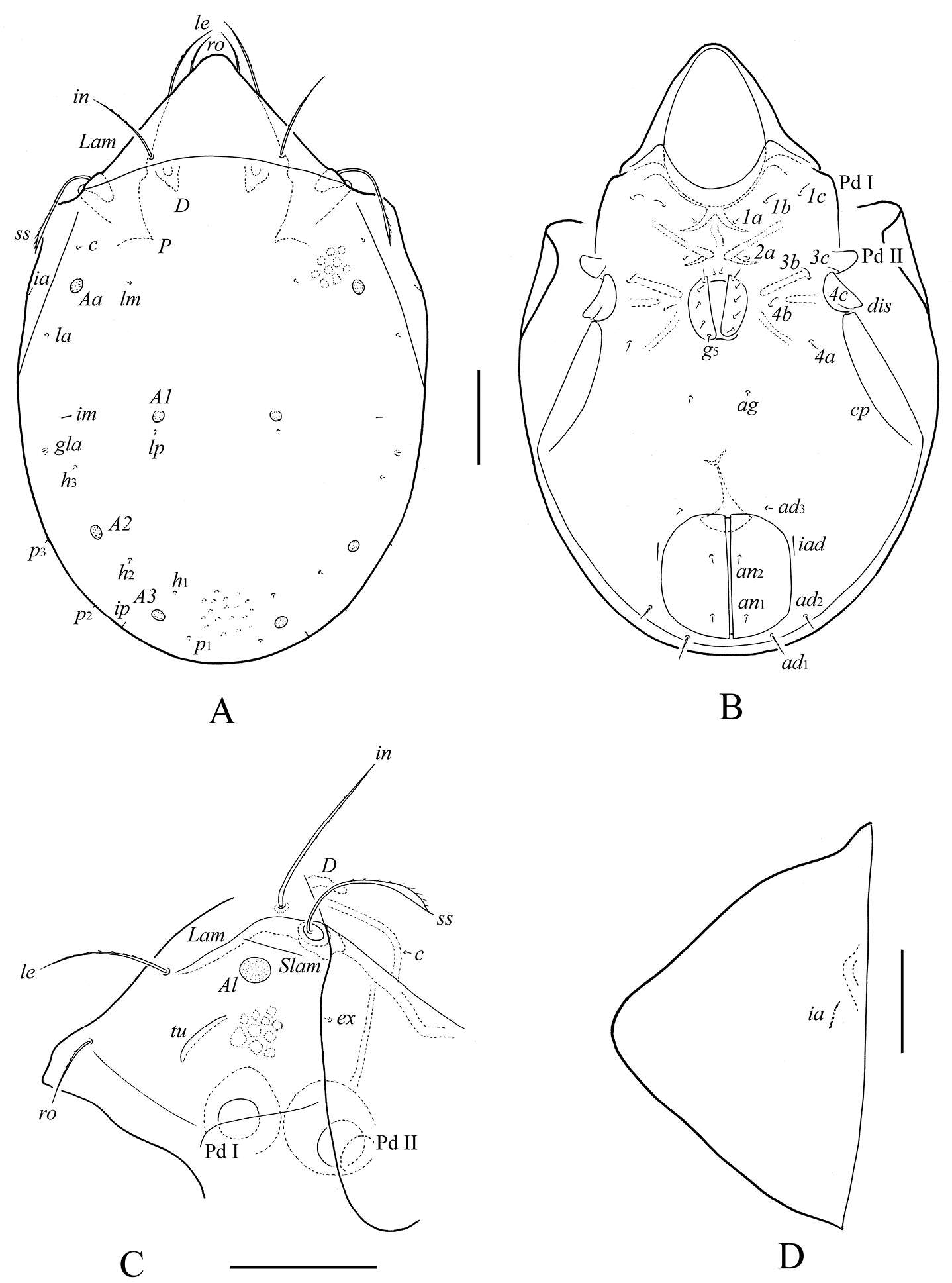 Image of Protoribates ecuadoriensis Ermilov, Bayartogtokh, Sandmann, Marian & Maraun 2013