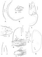 Protoribates ecuadoriensis Ermilov, Bayartogtokh, Sandmann, Marian & Maraun 2013 resmi