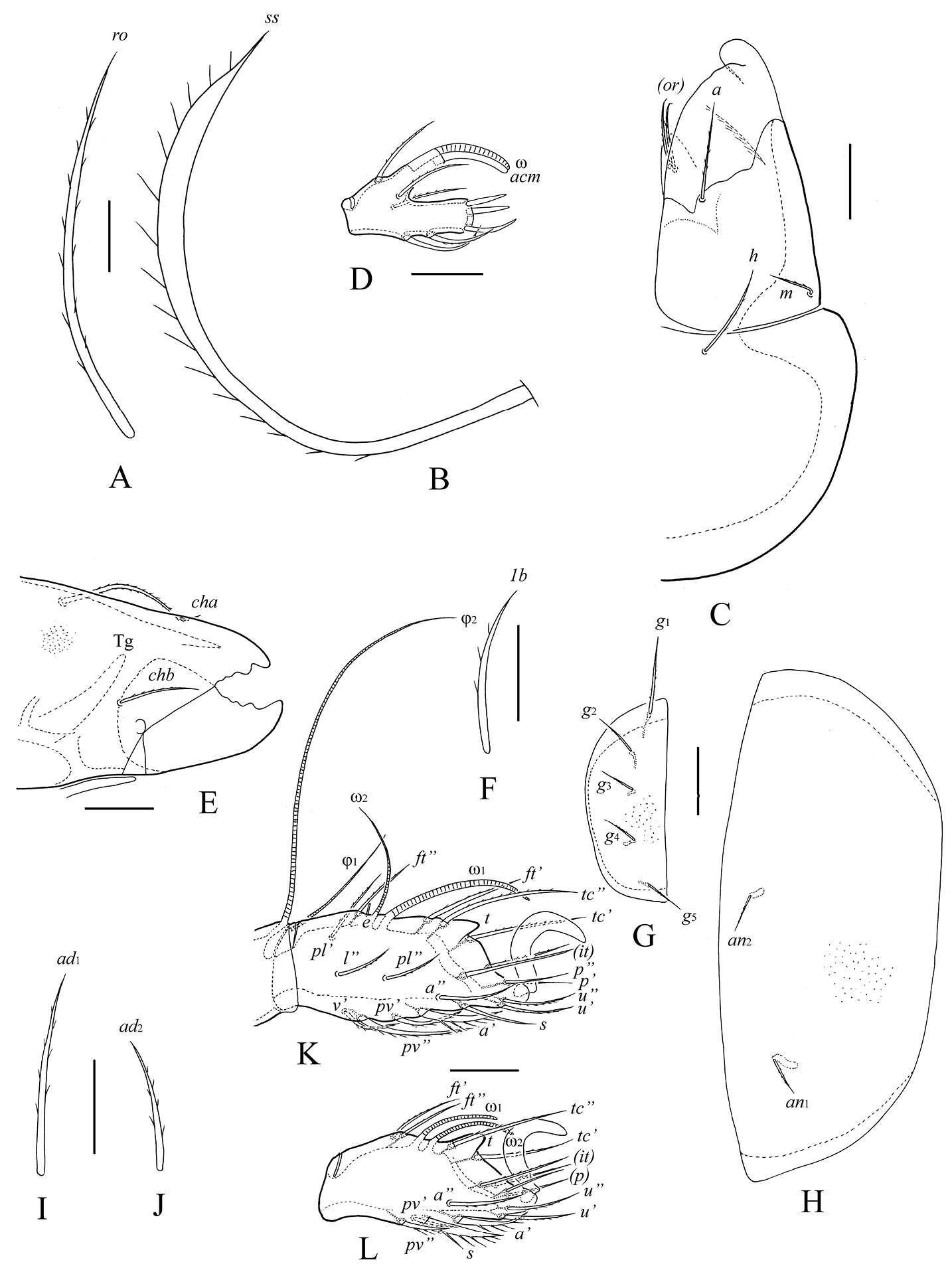 Protoribates ecuadoriensis Ermilov, Bayartogtokh, Sandmann, Marian & Maraun 2013 resmi