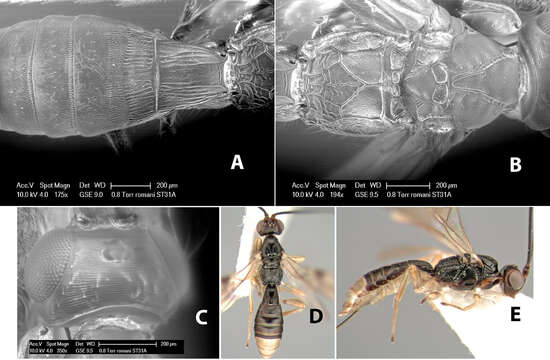 Image of Heterospilus romani Marsh