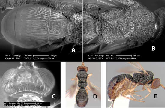 Image of Heterospilus rugosus Marsh