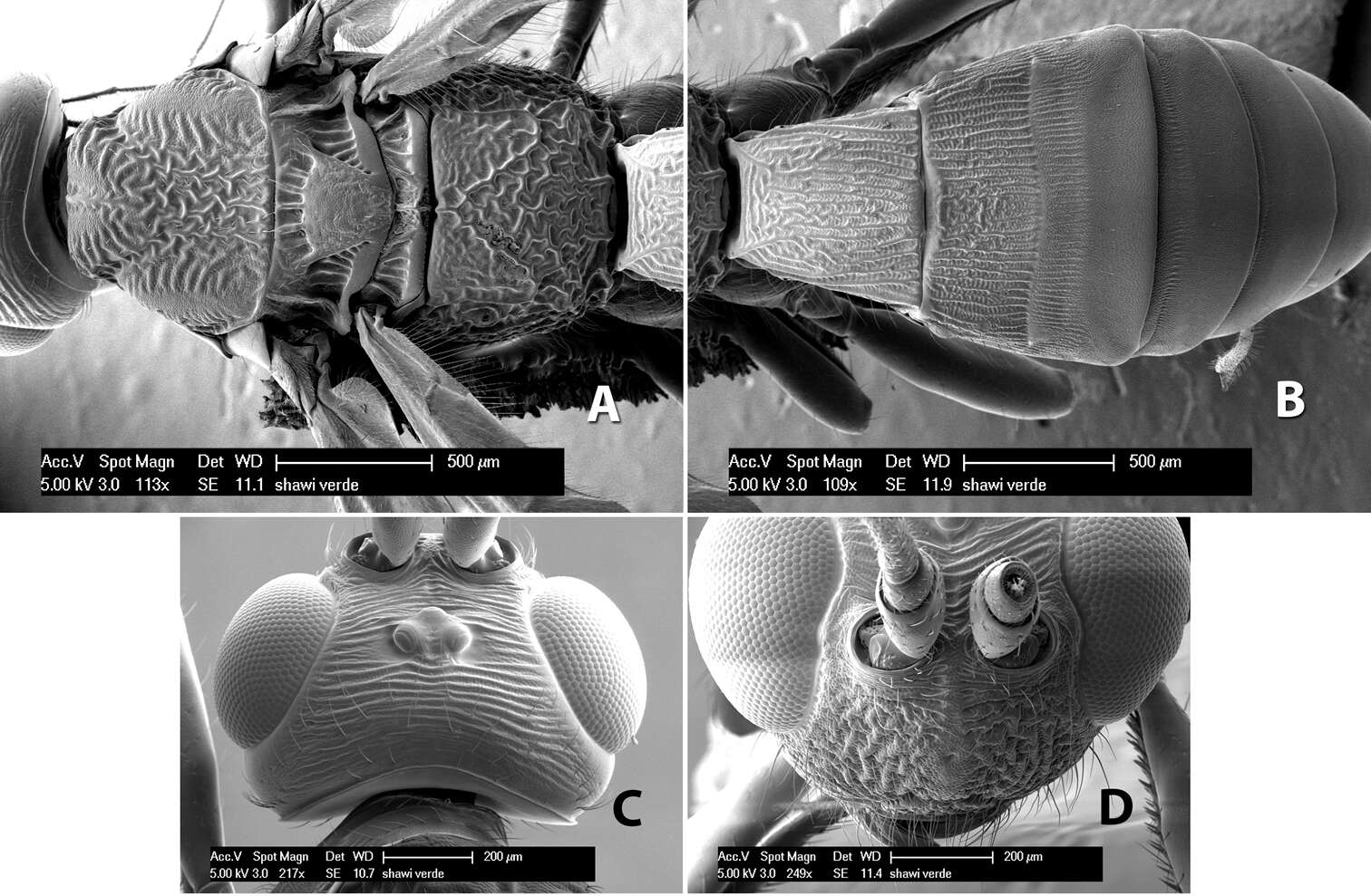 Image of Heterospilus shawi Marsh