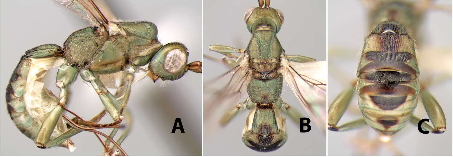 Imagem de Heterospilus shawi Marsh