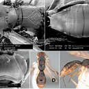 Imagem de Heterospilus shenefelti Marsh