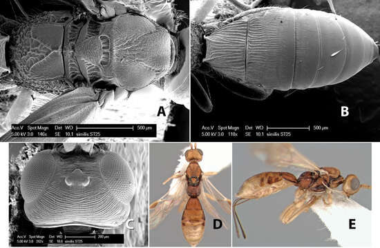 Image of Heterospilus similis Marsh