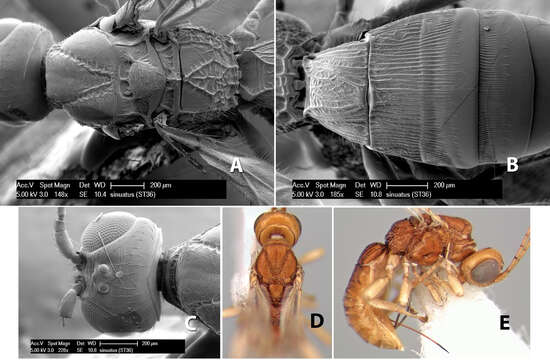 Imagem de Heterospilus sinuatus Marsh