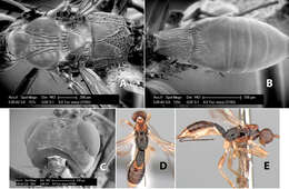 Imagem de Heterospilus staryi Marsh