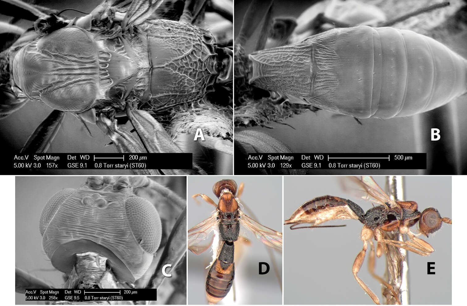 Imagem de Heterospilus staryi Marsh