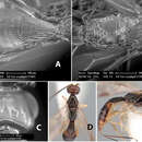 Image of Heterospilus szepligetii Marsh