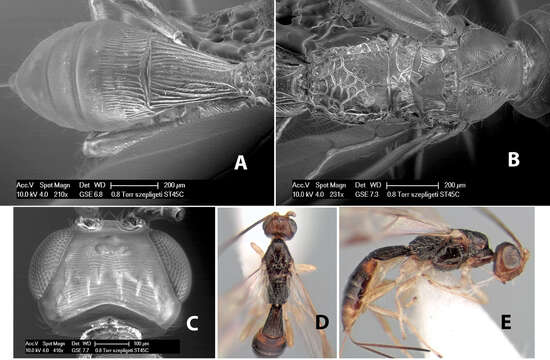 Image of Heterospilus szepligetii Marsh