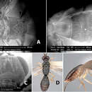 Image of Heterospilus tolupan Marsh