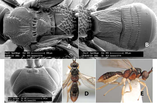 Image of Heterospilus townesi Marsh