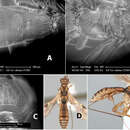 Imagem de Heterospilus vittatus Marsh