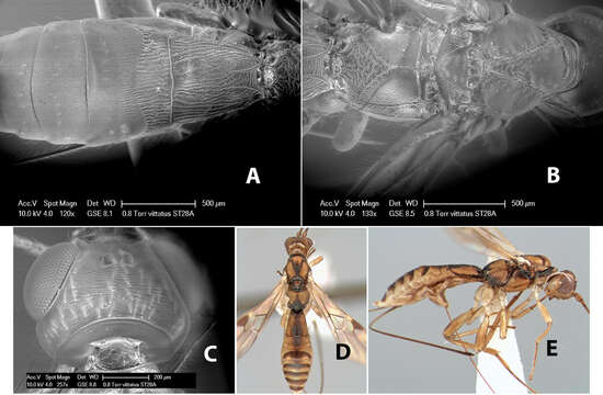 Imagem de Heterospilus vittatus Marsh