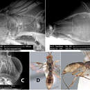 Imagem de Heterospilus wesmaeli Marsh