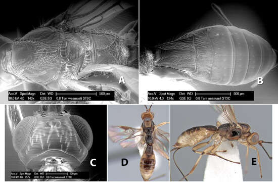 Imagem de Heterospilus wesmaeli Marsh