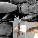 Imagem de Heterospilus whartoni Marsh