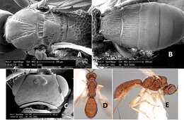 Imagem de Heterospilus achterbergi Marsh