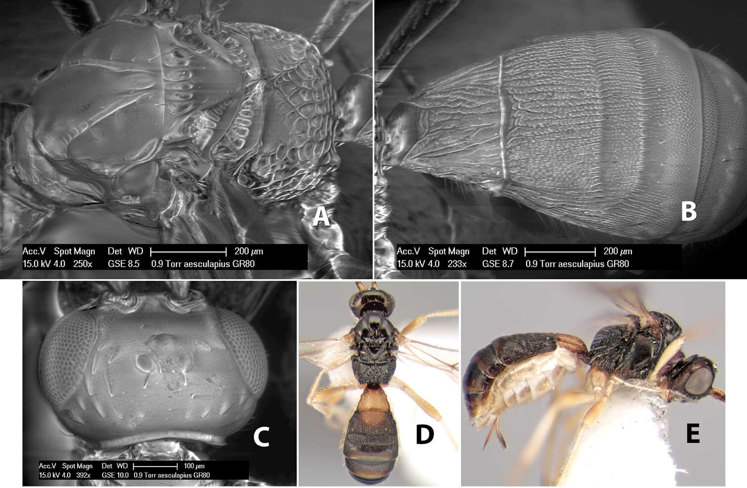 Imagem de Heterospilus aesculapius Marsh