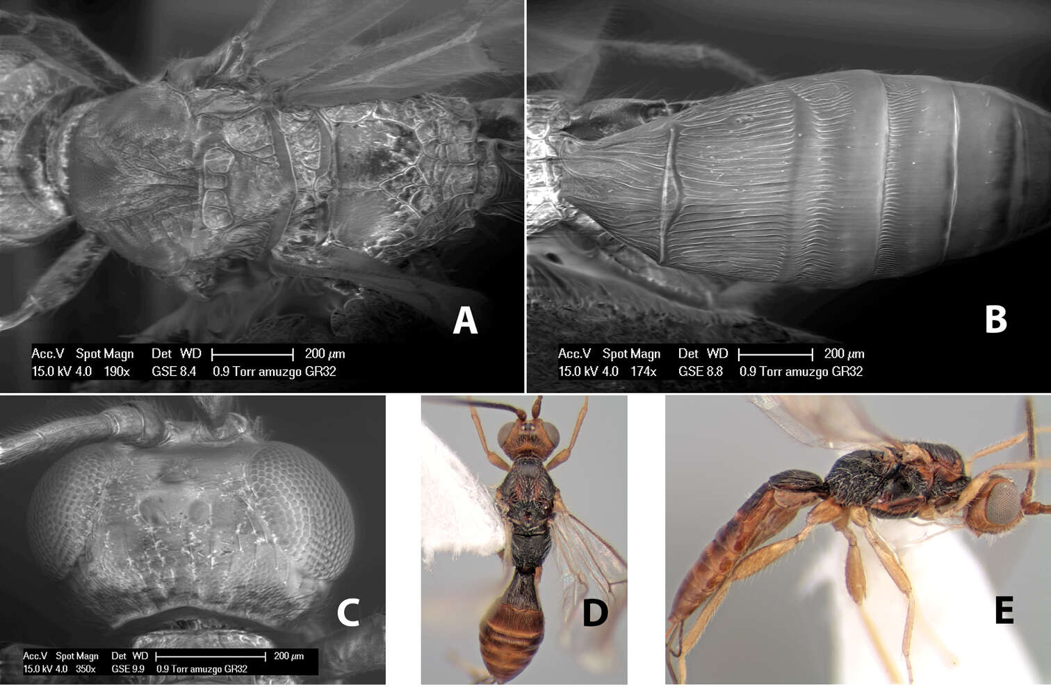 Imagem de Heterospilus amuzgo Marsh