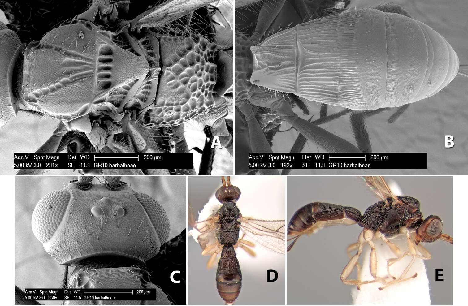 Image of Heterospilus barbalhoae Marsh