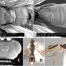 Image of Heterospilus bicolor Marsh