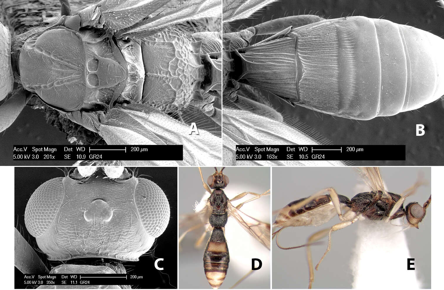 Image of Heterospilus bicolor Marsh