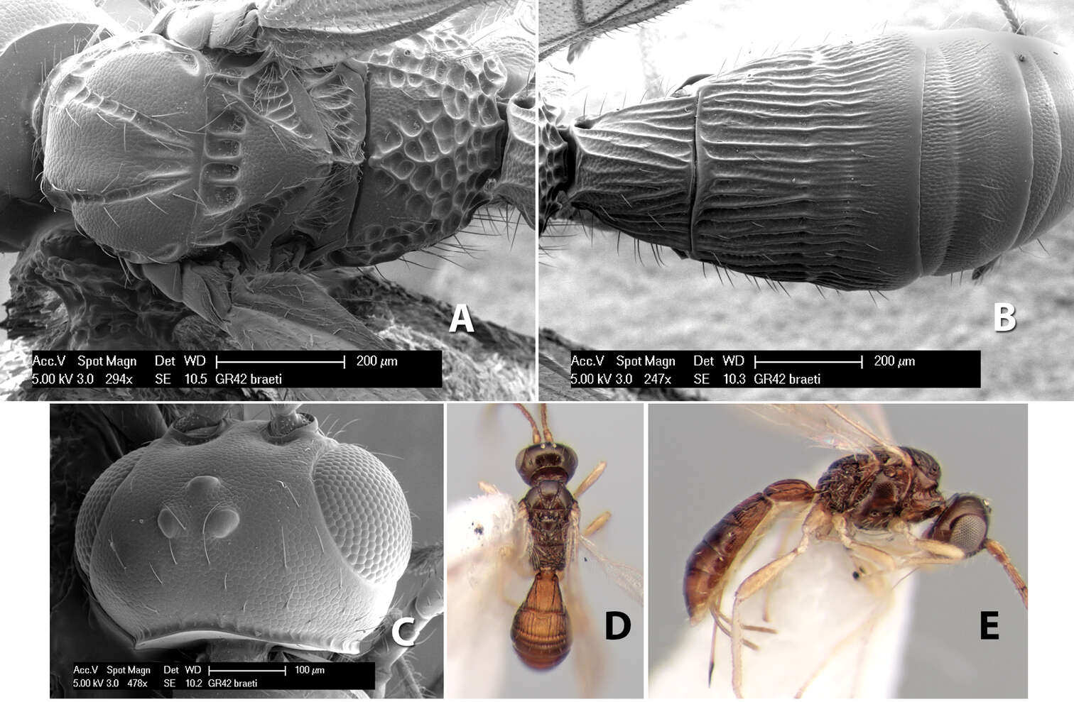 Image of Heterospilus braeti Marsh