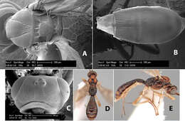 Image of Heterospilus cangrejaensis Marsh