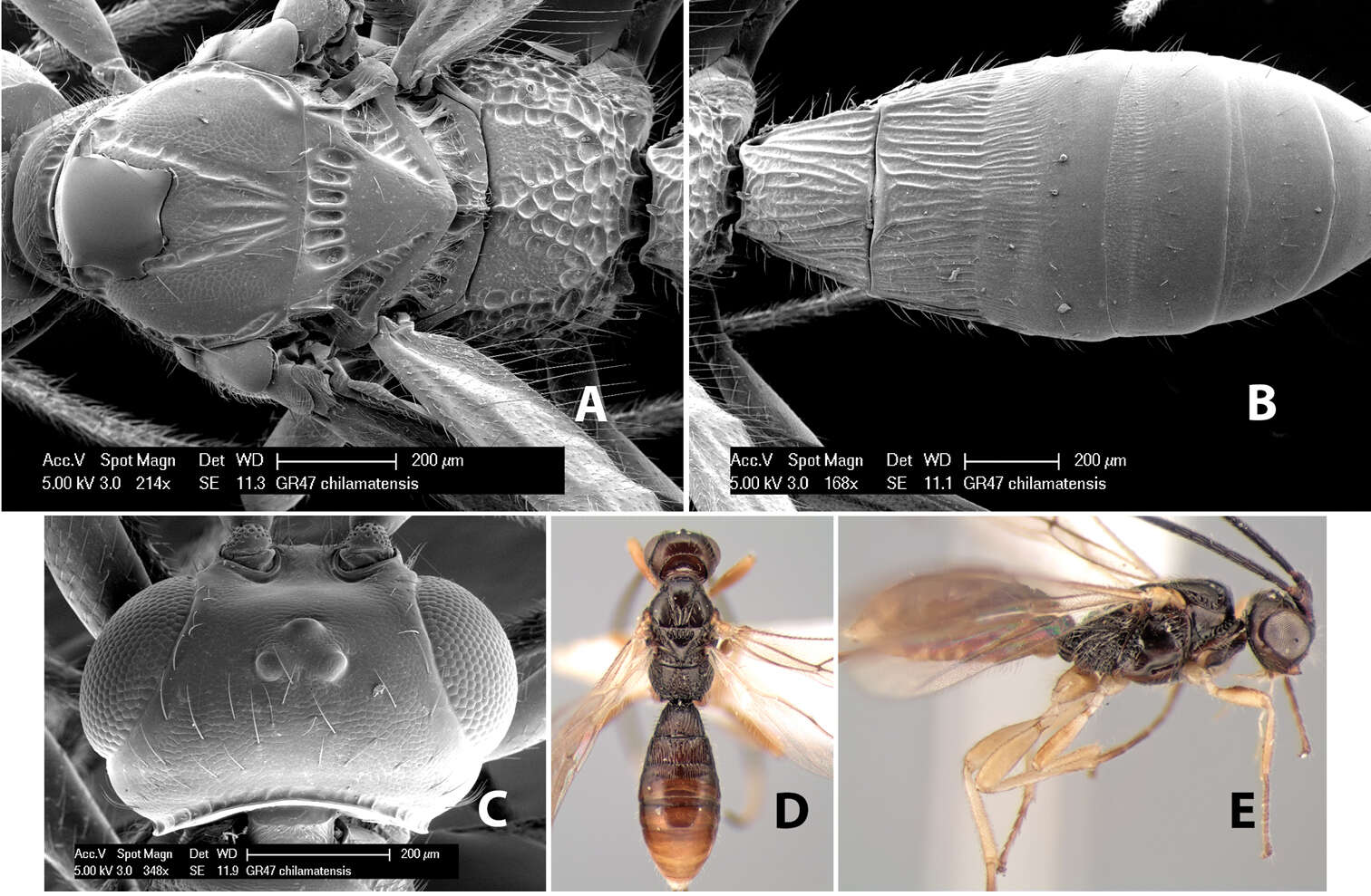 Image of Heterospilus chilamatensis Marsh