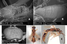 Image of Heterospilus complanatus Marsh