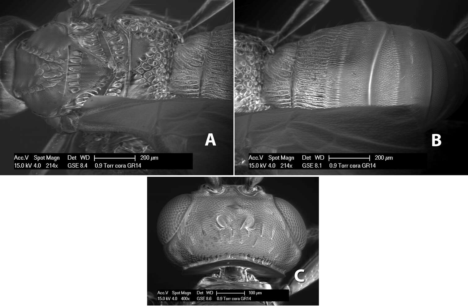 Image of Heterospilus cora Marsh