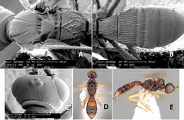 Image of Heterospilus dani Marsh