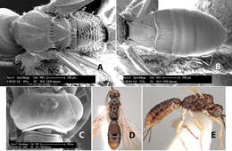 Image of Heterospilus dianae Marsh